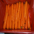 Super Yummy Chinese Fresh Carrots on Sale